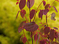 Cercidyphyllum japonicum IMG_5906 Grujecznik japoński